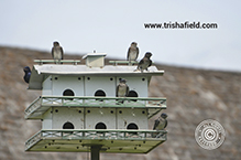 Purple Martin