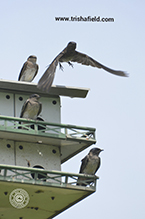 Purple Martin