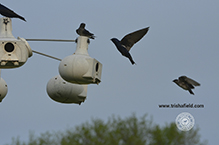 Purple Martin