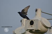 Purple Martin