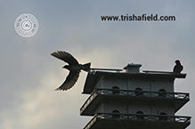 Purple Martin