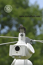 Purple Martin