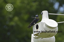 Purple Martin