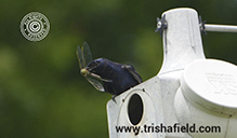 Purple Martin