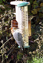 Red-bellied Woodpecker