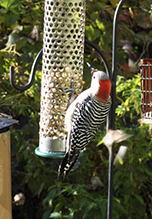 Red-bellied Woodpecker