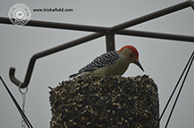 Red-bellied Woodpecker