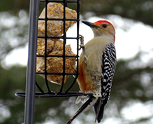 Red-bellied Woodpecker