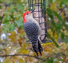 Red-bellied Woodpecker