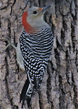 Red-bellied Woodpecker