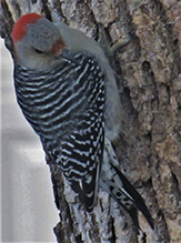 Red-bellied Woodpecker