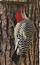 Red-bellied Woodpecker