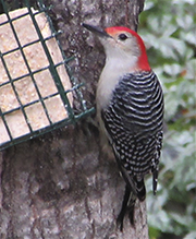 Red-bellied Woodpecker