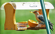 Red-bellied Woodpecker