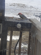 Red-bellied Woodpecker