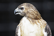 Red-tailed Hawk