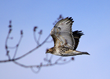 Red-tailed Hawk