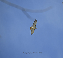 Red-tailed Hawk