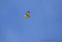 Red-tailed Hawk