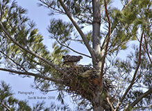 Red-tailed Hawk