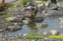 Red-tailed Hawk