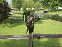 Red-tailed Hawk