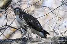 Red-tailed Hawk