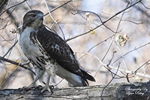 Red-tailed Hawk