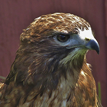 Red-tailed Hawk