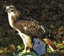 Red-tailed Hawk