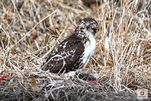 Red-tailed Hawk