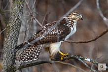 Red-tailed Hawk