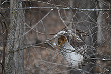 Red-tailed Hawk