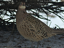 Ring-necked Pheasant