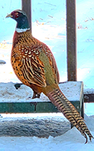 Ring-necked Pheasant