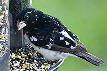 Rose-breasted Grosbeak