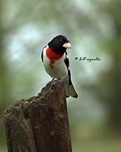 Rose-breasted Grosbeak