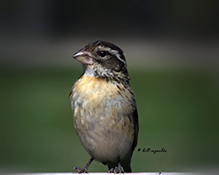 Rose-breasted Grosbeak