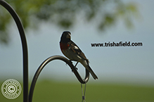 Rose-breasted Grosbeak