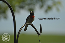 Rose-breasted Grosbeak