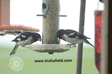 Rose-breasted Grosbeak