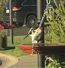 Rose-breasted Grosbeak