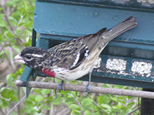 Rose-breasted Grosbeak