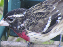 Rose-breasted Grosbeak