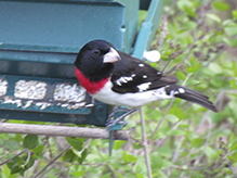 Rose-breasted Grosbeak