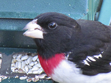 Rose-breasted Grosbeak