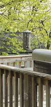 Rose-breasted Grosbeak