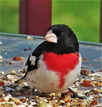 Rose-breasted Grosbeak