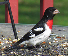 Rose-breasted Grosbeak