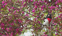 Rose-breasted Grosbeak